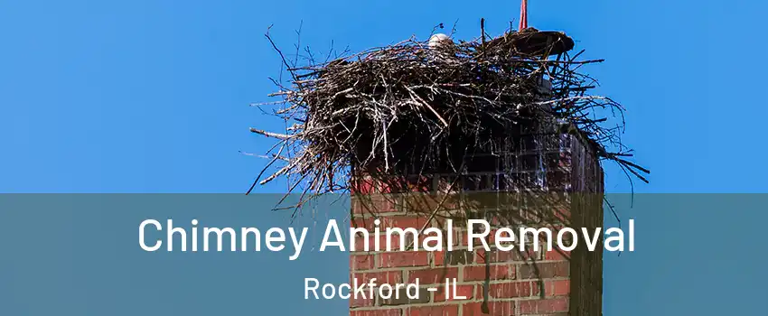Chimney Animal Removal Rockford - IL