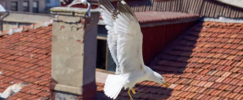 Residential Chimney Animal Removal Solution in Rockford, IL